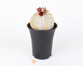 Euphorbia obesa small | Ceramic Biomimetic Decor | Handmade Cactus Decor | Clay Plant Sculpture