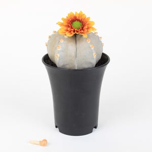 Astrophytum Myriotigma small | Ceramic Biomimetic Decor | Handmade Cactus Decor | Clay Plant Sculpture