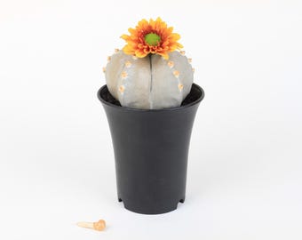 Astrophytum Myriotigma small | Ceramic Biomimetic Decor | Handmade Cactus Decor | Clay Plant Sculpture