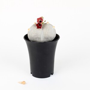 May include: A small, round cactus with a grey, dotted surface and red flowers, sits in a black, flared pot. A small, light-coloured object rests on the white surface below the pot.