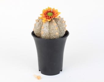 Handmade Ceramic Astrophytum Bishop’s Cap Cactus Decor