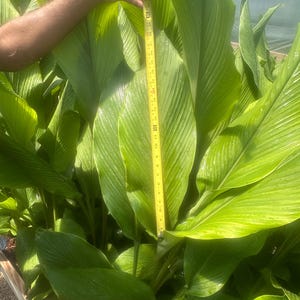 Puede incluir: Primer plano de hojas verdes exuberantes, con una cinta métrica amarilla que indica una longitud de aproximadamente 56 cm. Las hojas muestran venas visibles y una superficie brillante, lo que indica una planta sana.