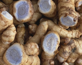Cúrcuma azul para plantar (rizomas)