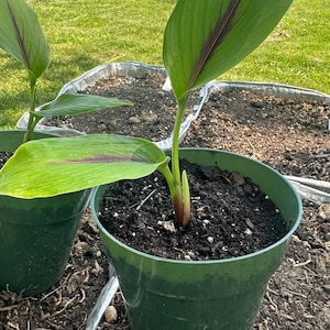 Blue Turmeric Plants (Curcuma caesia)