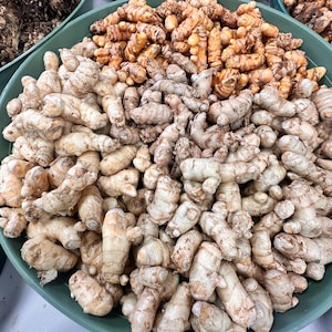 May include: A close-up shot of a green plastic bin filled with fresh turmeric and ginger roots. The turmeric is a vibrant orange color, while the ginger is a light tan color. The roots are piled high, showing their natural textures.