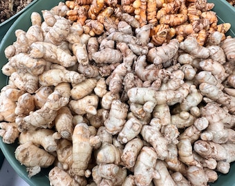 Turmeric for Planting (Fingers)