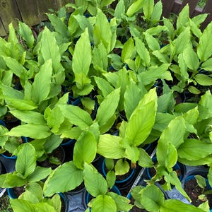 Puede incluir: Una vista cercana de un grupo de plantas de cúrcuma en macetas con hojas de color verde vibrante. Las plantas están dispuestas en un grupo, mostrando su exuberante follaje.