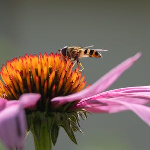 Puede incluir: Primer plano de una abeja posada sobre una vibrante flor púrpura. El centro de la flor es de un llamativo color naranja y amarillo, con delicados pétalos púrpuras que se extienden hacia afuera. La abeja tiene rayas negras y amarillas.
