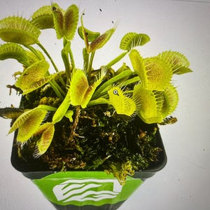 Venus flytrap
