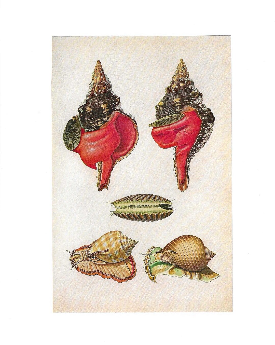 1957 Red Conch Seashell Print by Rudolf Freund & Rene Martin - Nautical ...