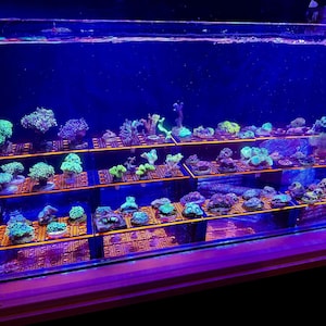 May include: An aquarium showcasing a collection of colourful coral formations arranged on multiple shelves. The corals display a range of shapes and shades, including green, blue, and purple, illuminated by blue lighting. The shelves are orange.
