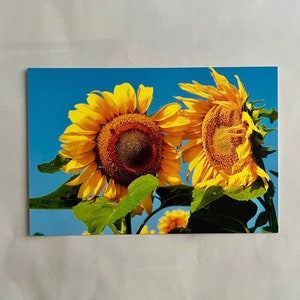 Cartão postal Girassóis felizes
