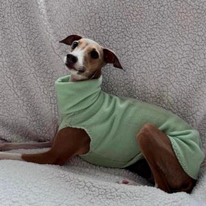 Italian Greyhound Vest