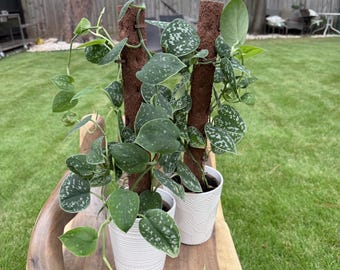Scindapsus Pictus Argyraeus – 4" Pot, Fully rooted cutting | Choose Exact Plant | AKA Silver Satin Pothos | Trailing Plants