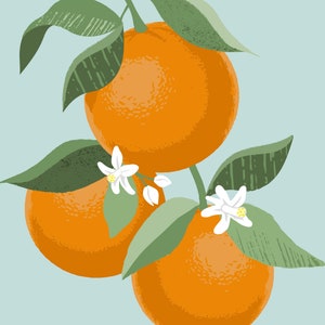Pode incluir: Tr&ecirc;s laranjas laranja com folhas verdes e flores brancas sobre um fundo azul claro.