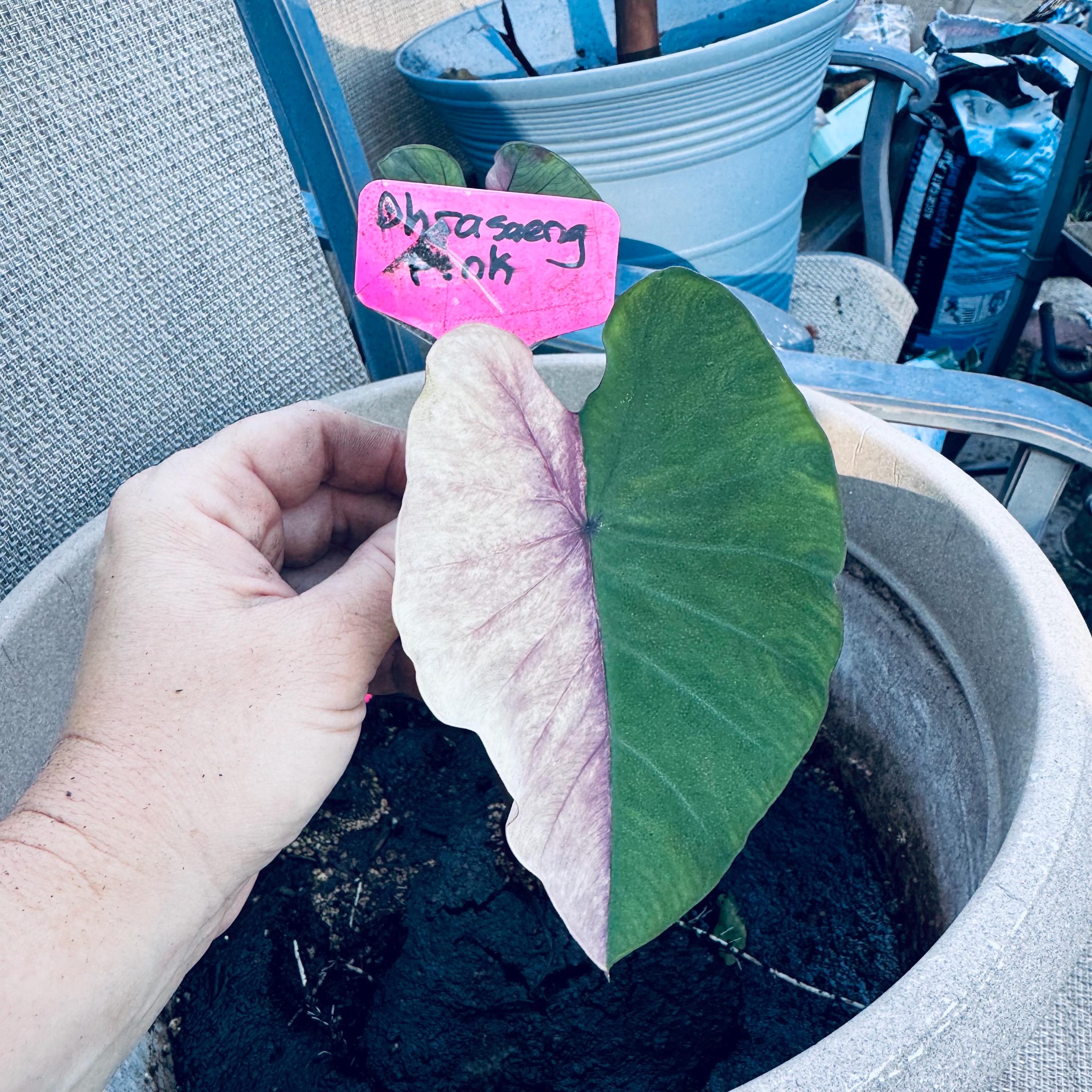 Colocasia pink - Etsy 日本