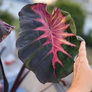 Lovely Pink Colocasia Thailand Elephant Ear grown in US starter plant