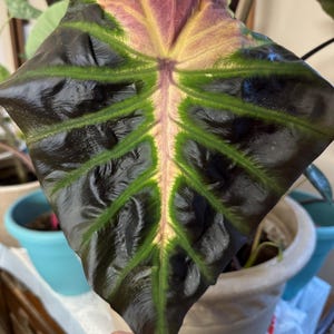 Thai Tossakan Colocasia Elephant Ear