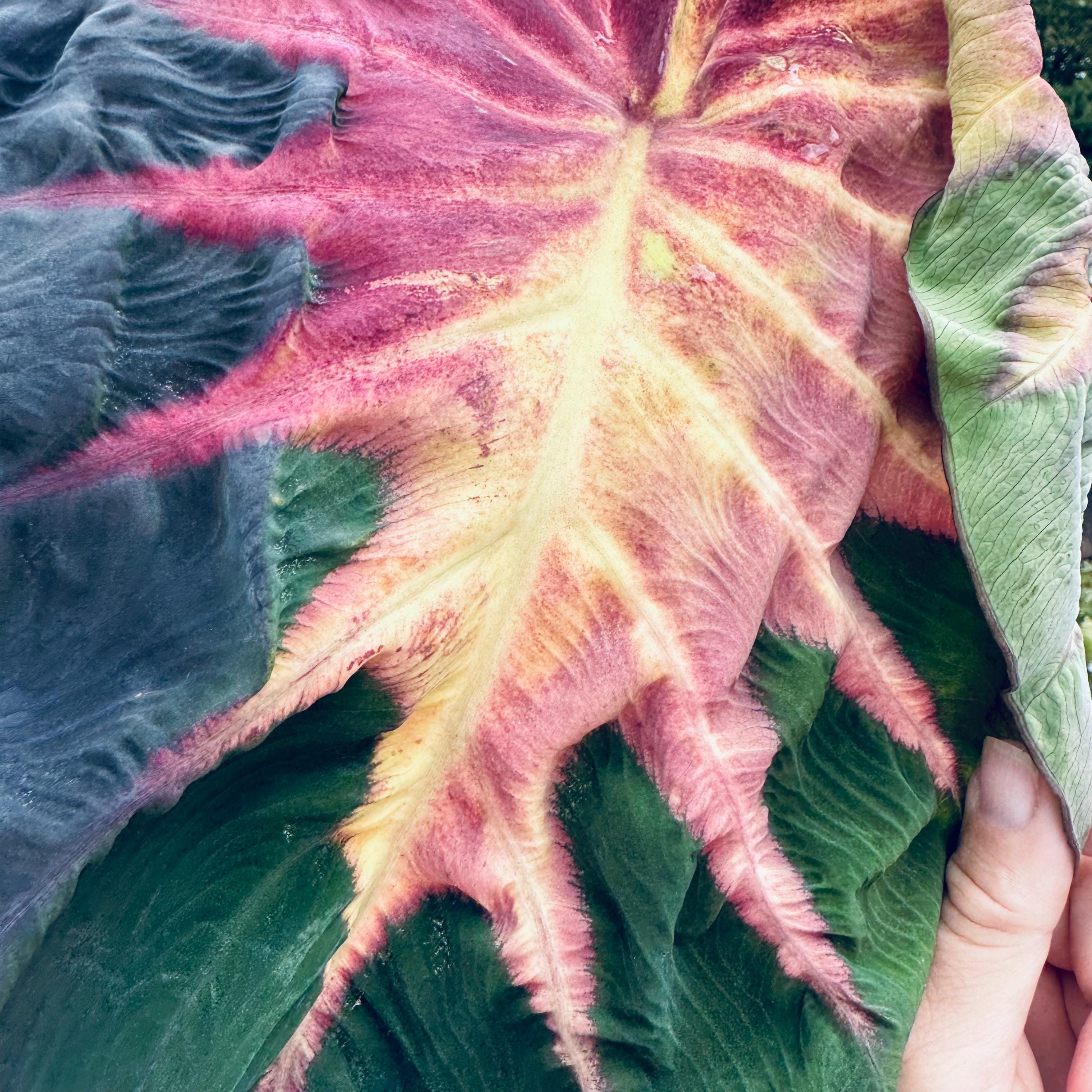Colocasia pink - Etsy 日本