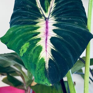 Starlight Colocasia Elephant Ear Thailand Tropical