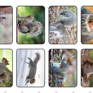 May include: A collection of eight rectangular photographic prints featuring grey squirrels in various poses, including climbing trees, hanging upside down, and holding nuts, all framed within black borders with red text watermarks.