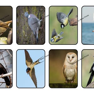 Schede didattiche sugli uccelli britannici