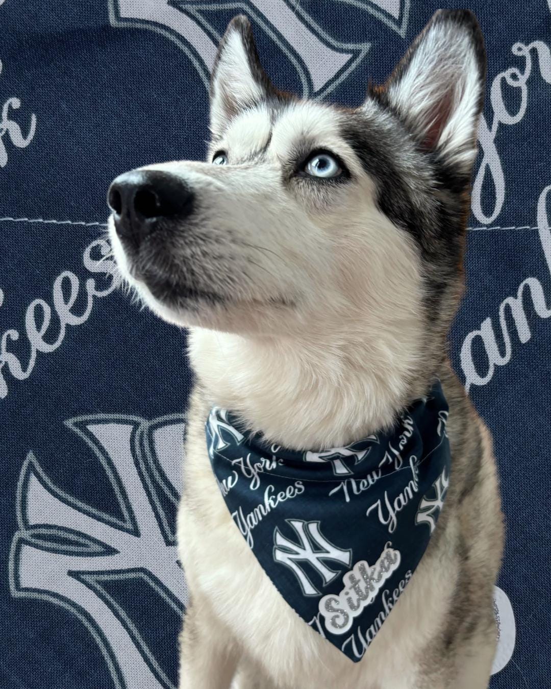 Yankees Dog Bandana