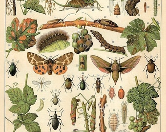 Bugs, bugs, bugs, digital download ephemera.  Insects, butterflies, moths, nature, science, vintage, image, illustration, school, #14PS/ES