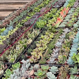 Piante succulente vive assortite - Vasi da 4 pollici, giardino terrario (16 pezzi)
