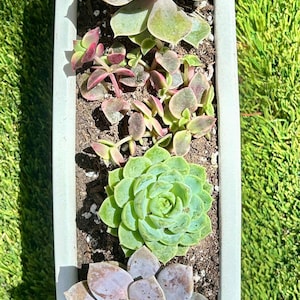 Succulent Arrangement in White Ceramic Planter: Modern Home Decor Gift