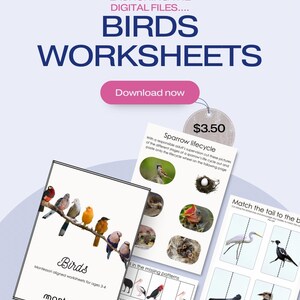 Può includere: Fogli di lavoro a tema uccelli per bambini dai 3 ai 4 anni, con illustrazioni colorate di varie specie di uccelli e un diagramma del ciclo vitale del passero. I fogli di lavoro includono attività di abbinamento.