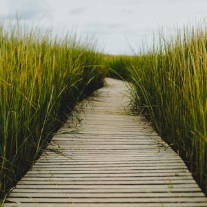 Wellfleet Boardwalk in Cape Cod, Cape Cod Art, Spa Wall Decor, Seagrass, Nature Print, Large Wall Art for the Home, Calming Wall Art image 10