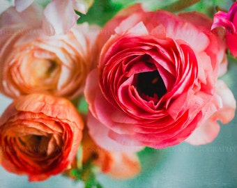 Photograph Print of Coral and Pink Ranunculus for Home Decor, Ready to Frame Botanical Print for the Bedroom, Living Room or Bathroom