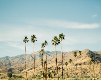 Palm Springs California Desert Photograph of Palm Trees and Mountains, Ready to Frame Large Desert Landscape Wall Art for the Living Room