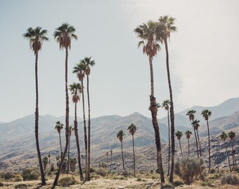 Photograph of Palm Trees and Mountains in Palm Springs California Desert, Modern Boho Wall Art, Nature Home Staging Art for Home Decor