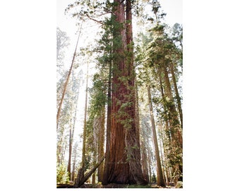 Sequoia National Park Photograph of Tree for Earthy Nature Home Decor, Living Room and Home Office Wall Art, Sequoia Tree Print