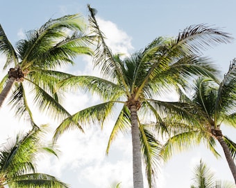 Photograph of Florida Palm Trees with Sunny Skies, Nature Oversized Art Print, Tropical Palm Trees Beach Print, Coastal Home Decor Wall Art