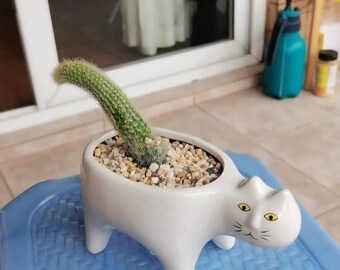 Vaso in ceramica a forma di gatto, simpatico vaso per piante grasse, divertente elemento decorativo per la casa, ideale per piccole piante, regalo