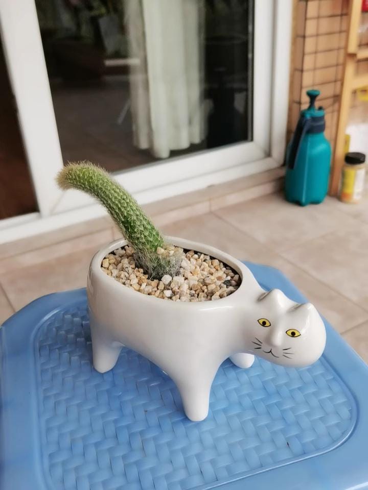 MINGZHE Vaso Gatto In Ceramica Per Piante Grasse: Il Tuo Pollice Verde Diventa Un'opera D'arte