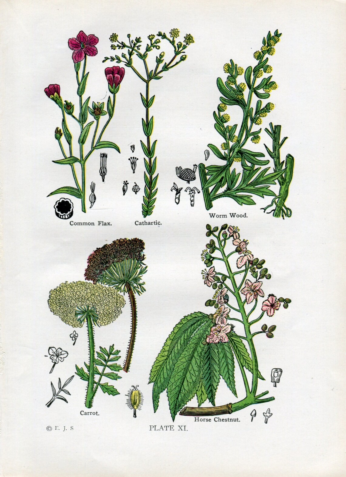 Set Semi Piante Medicinali Bio - 6 Erbe Antiche Europee Per Orto Medicinale - Foto 5