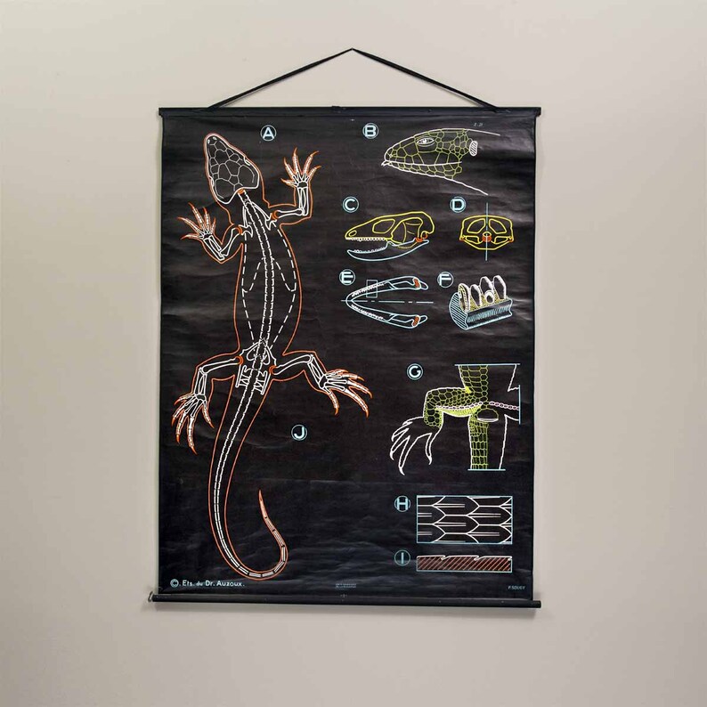 Dr. Auzoux Chalk Plate Lizard Educational Classroom Chart Etsy