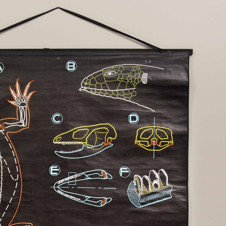 Dr. Auzoux Chalk Plate Lizard Educational Classroom Chart Etsy