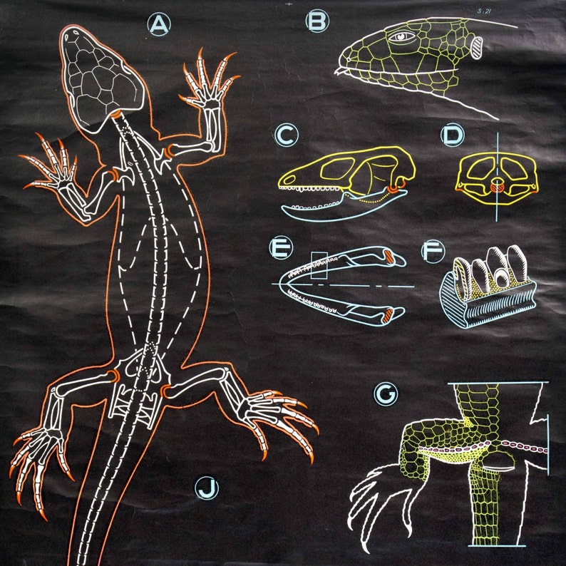 Dr. Auzoux Chalk Plate Lizard Educational Classroom Chart Etsy