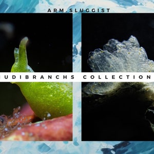 Nudibranchs collection