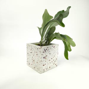以下が含まれることがあります： 緑の植物が入った、正方形の白いテラゾーのプランター。プランターは、赤と茶色のアクセントが付いた斑点模様のデザインです。植物は大きく緑色の葉状の葉を持ち、プランターのニュートラルな色合いと対照的です。