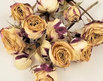 20 Dried Roses - Burgundy and Cream - Naturally Air Dried Roses - Weddings - Showers - Crafts - Potpourri - Botanical Art - Confetti Cone