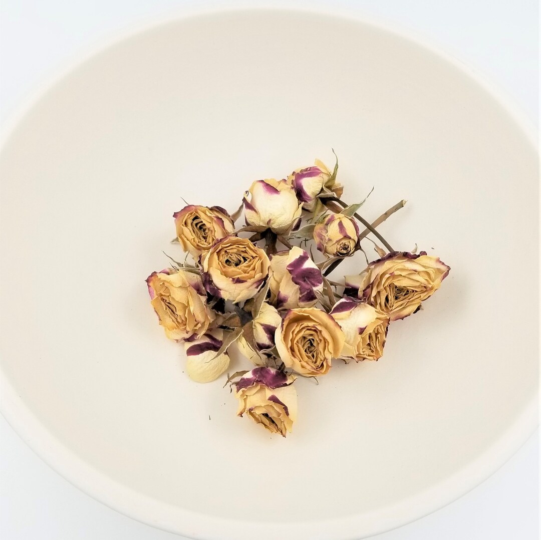 20 Dried Roses - Burgundy and Cream - Naturally Air Dried Roses ...