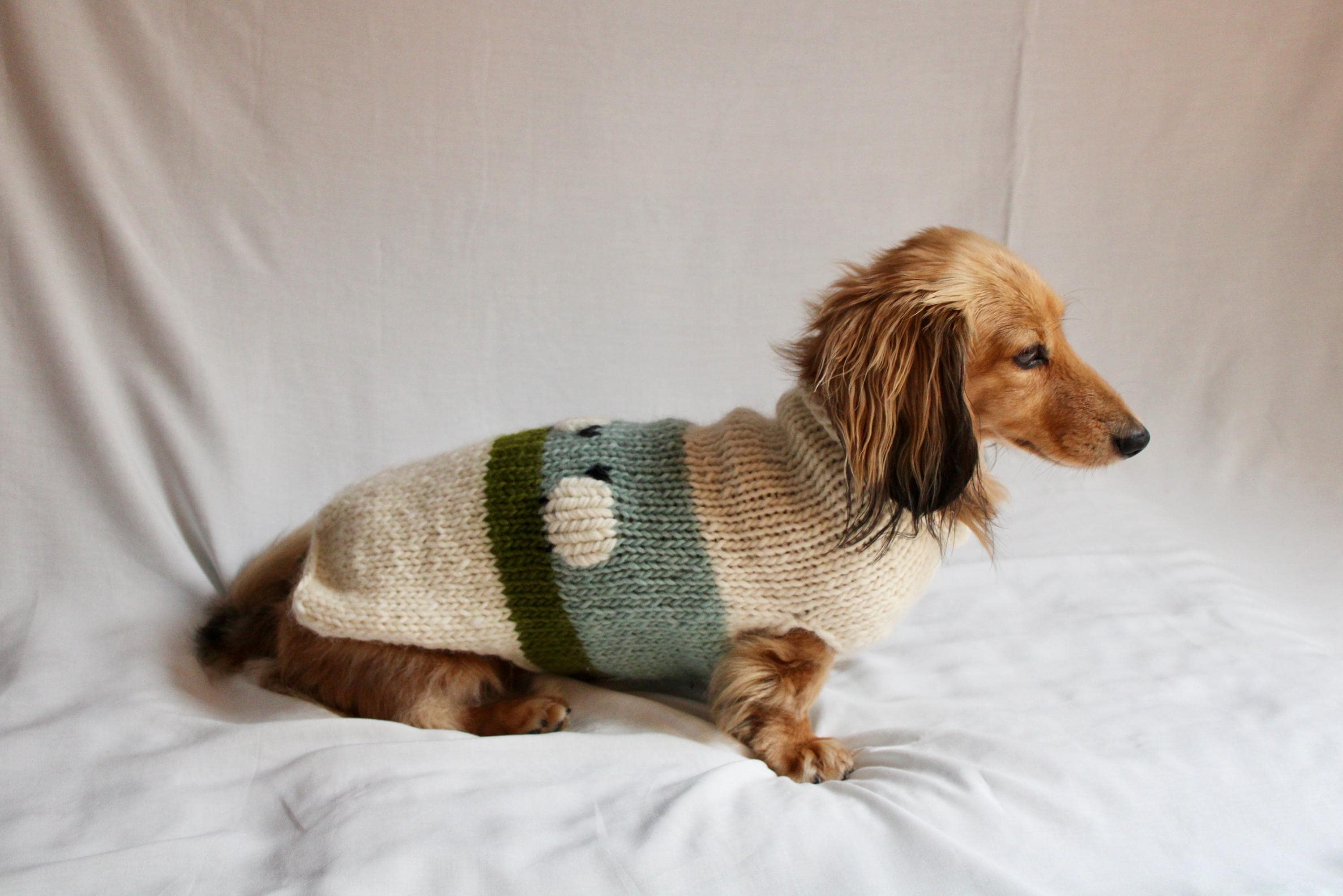 Sausage dog costume Italia