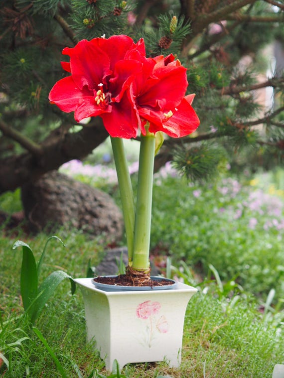 Wunderschöner kleiner Übertopf Florea von Villeroy & Boch, Pflanzgefäß, 6 7/8