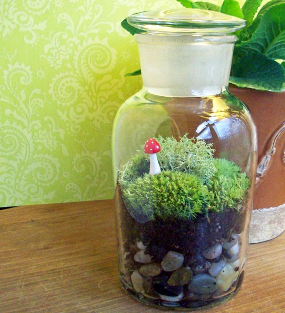 Items similar to Apothecary Jar Moss Terrarium No. 39 on Etsy